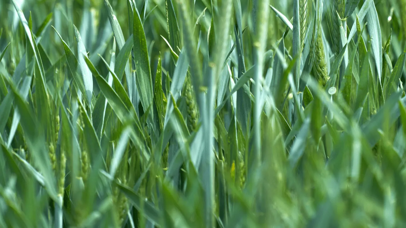 previev image for portfolio as index by 7